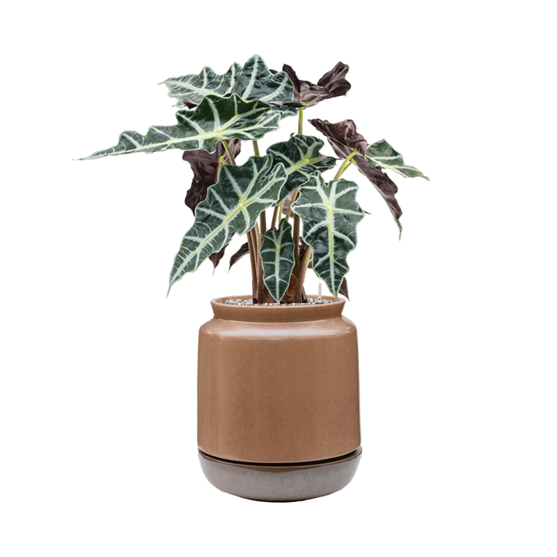 Alocasia Polly in Mori