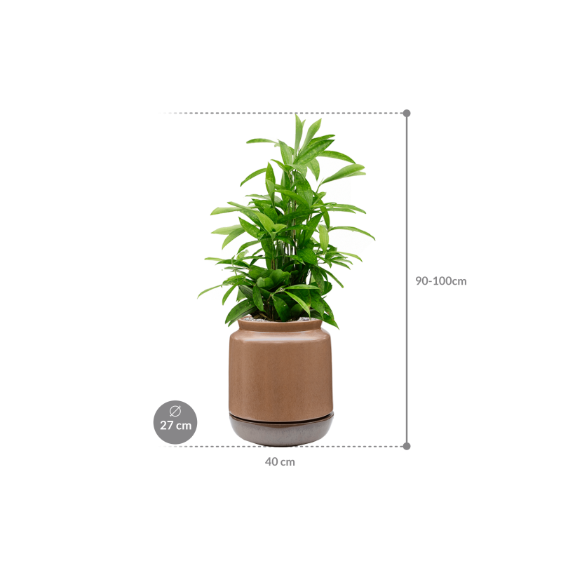 Dracaena Surculosa in Mori