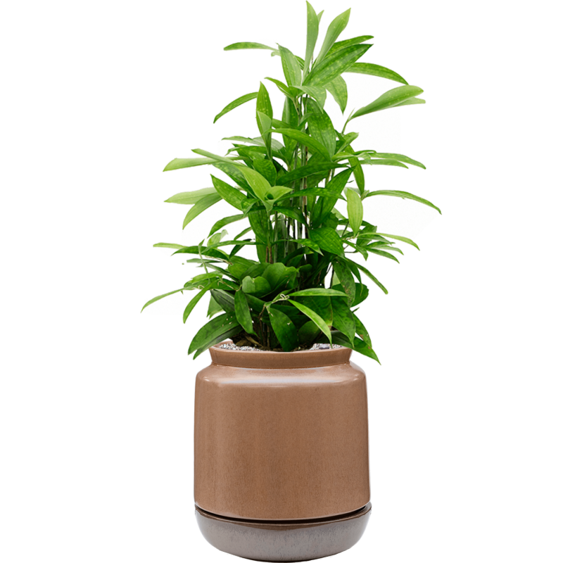 Dracaena Surculosa in Mori