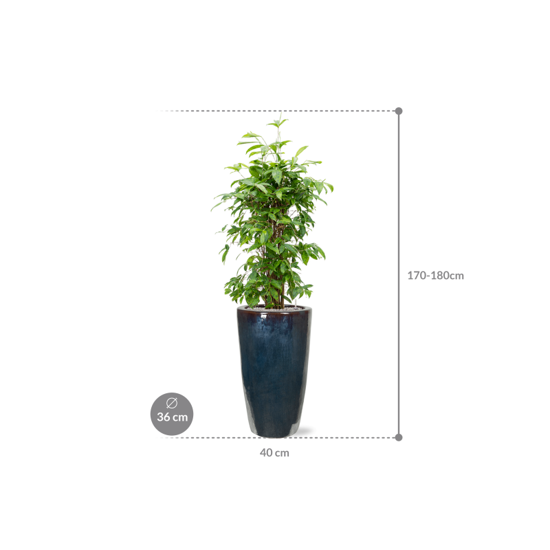 Dracaena Surculosa in Emperador Partner Straight Metal