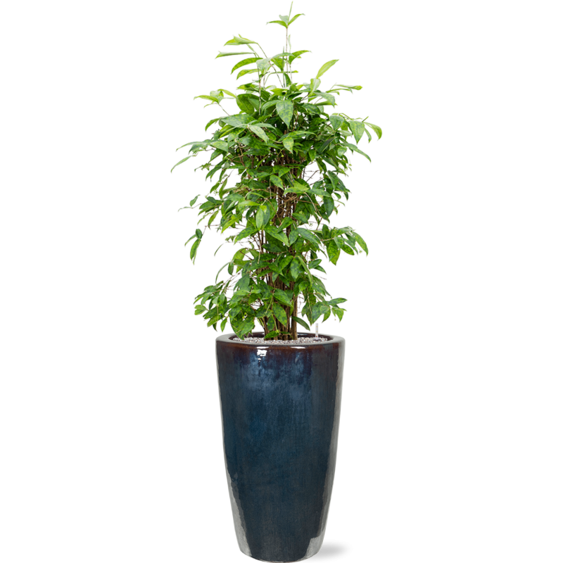 Dracaena Surculosa in Emperador Partner Straight Metal