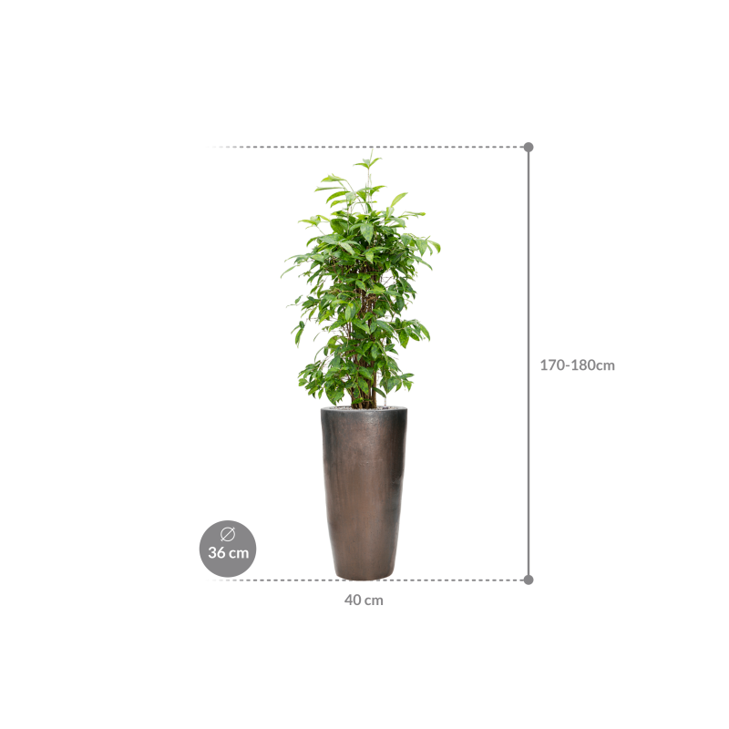 Dracaena surculosa in Emperador Partner Straight Brons