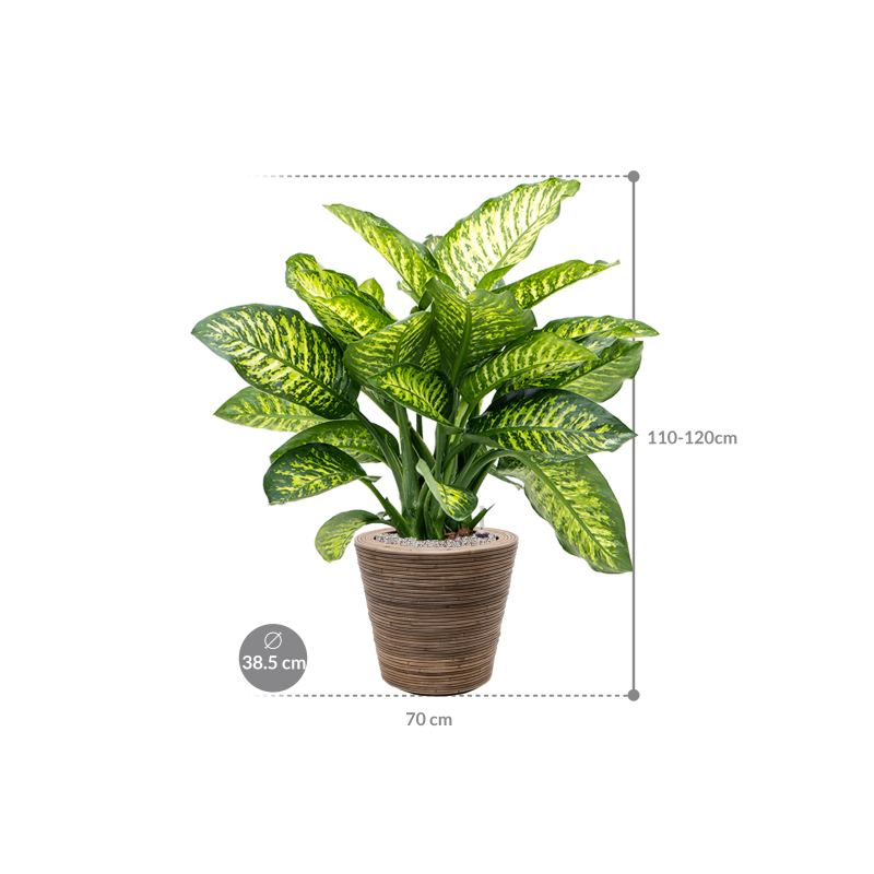 Dieffenbachia Maroba in Drypot Rattan Stripe Round Grey