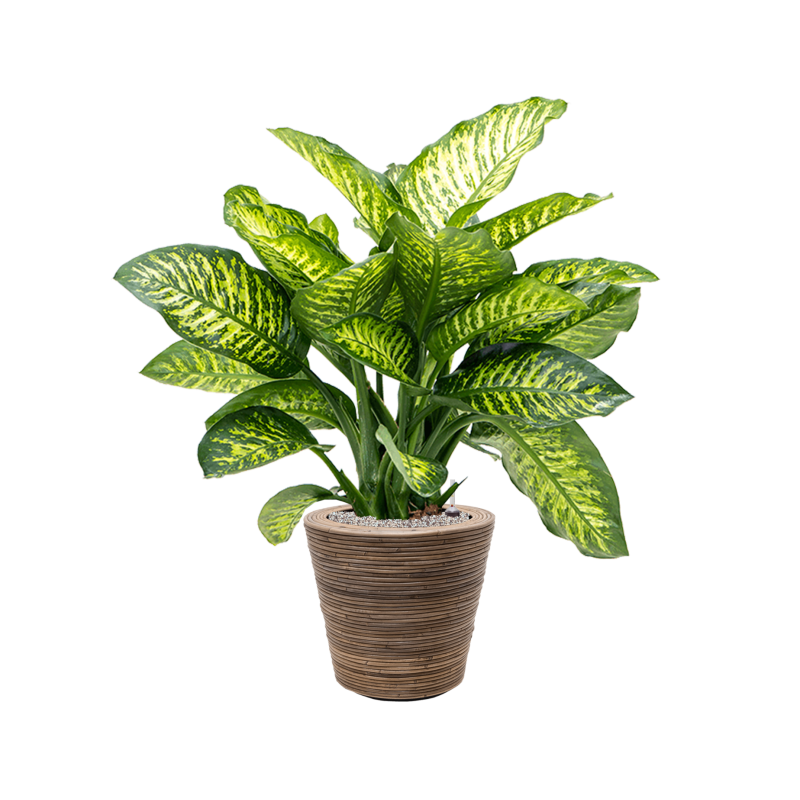 Dieffenbachia Maroba in Drypot Rattan Stripe Round Grey