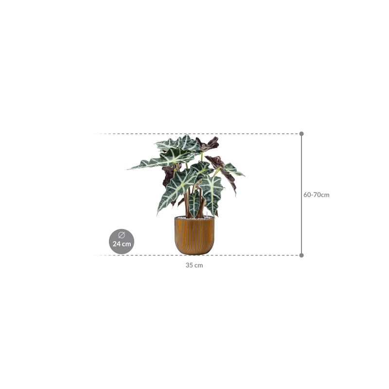 Alocasia Polly in Capi Nature Groove Egg