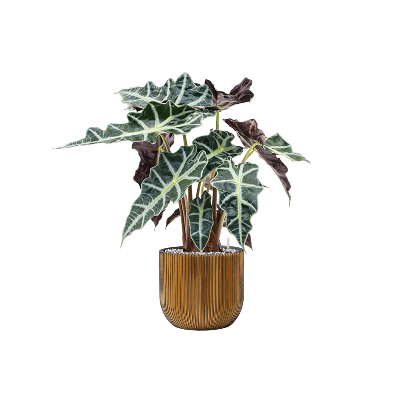 Alocasia Polly in Capi Nature Groove Egg