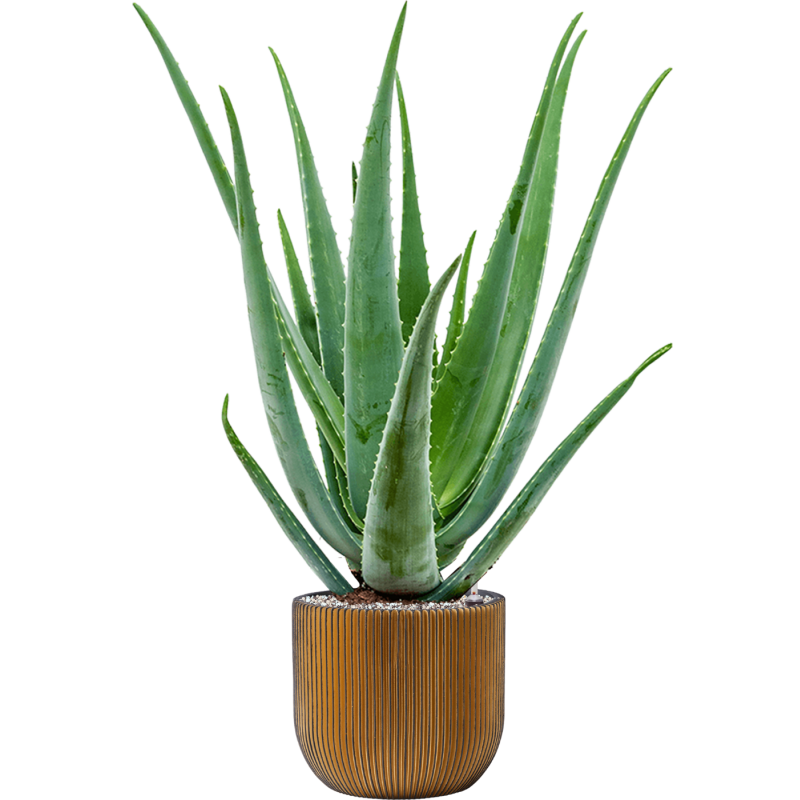 Aloe vera barbadensis in Capi Nature Groove