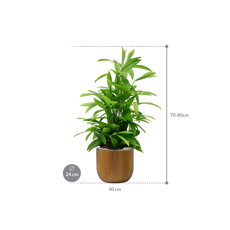 Dracaena Surculosa in Capi Nature Groovev Egg