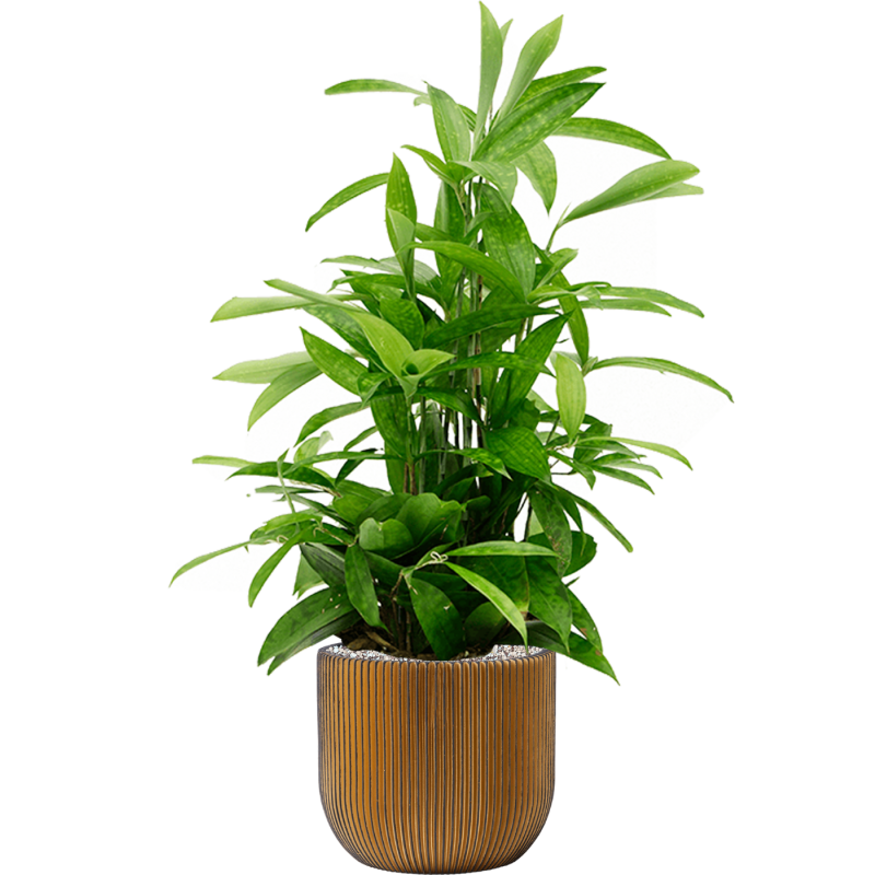 Dracaena Surculosa in Capi Nature Groovev Egg
