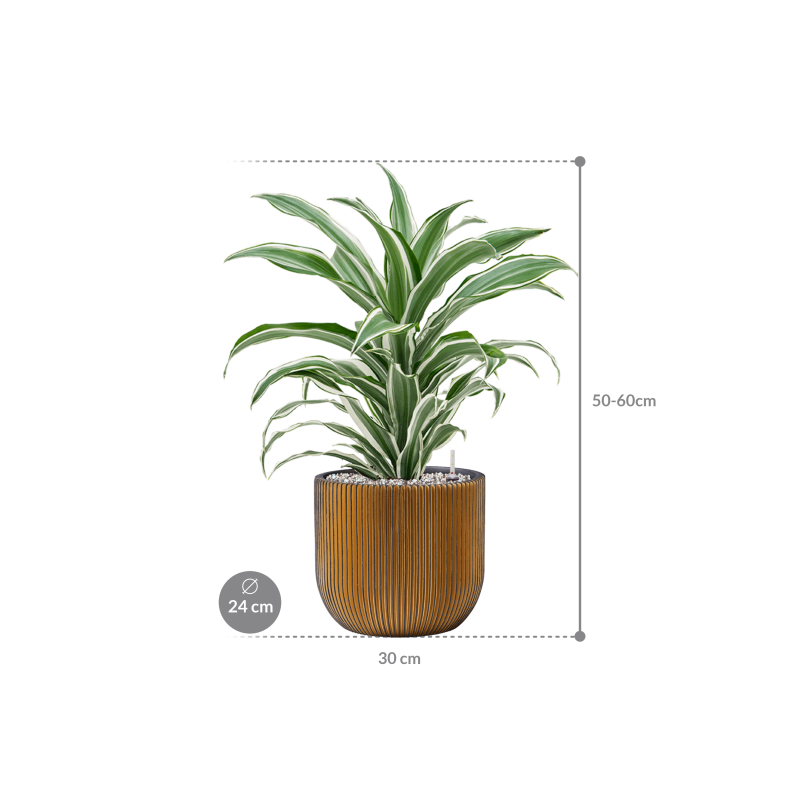 Dracaena White Jewel in Capi Nature Groove Egg