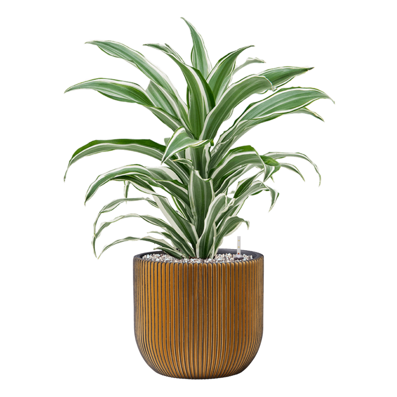 Dracaena White Jewel in Capi Nature Groove Egg