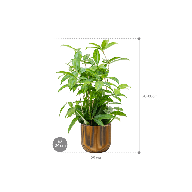 Dracaena Surculosa in Capi Nature Groove Egg