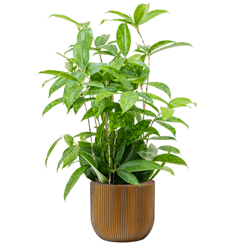 Dracaena Surculosa in Capi Nature Groove Egg