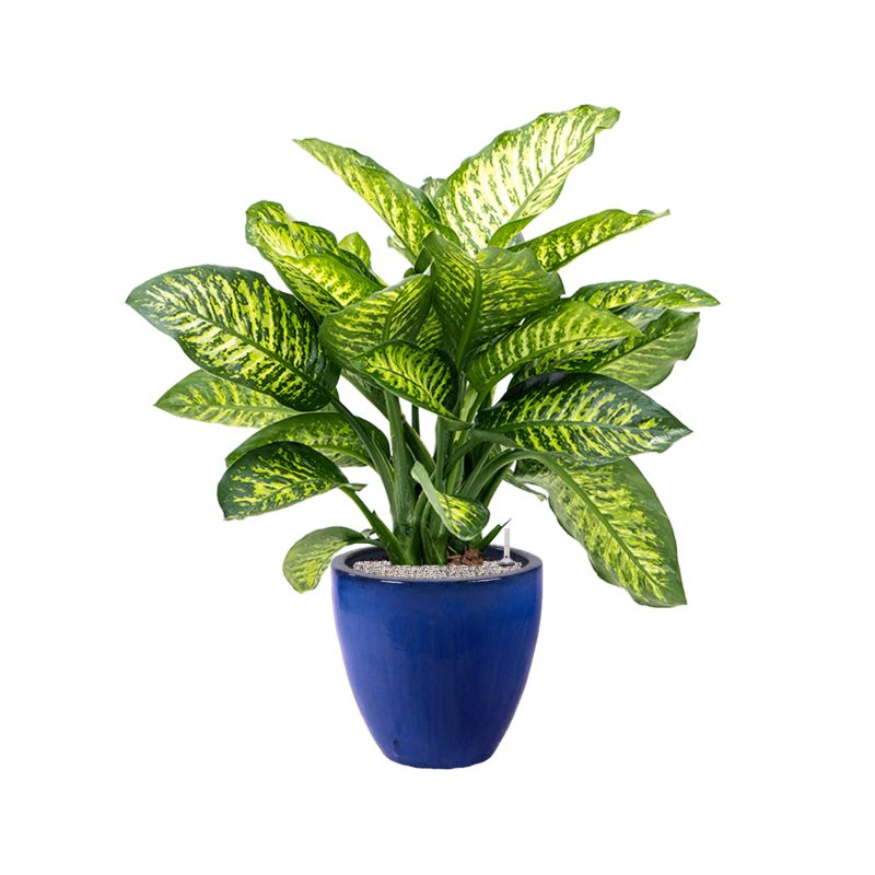 Dieffenbachia Maroba in Plain Couple Blauw
