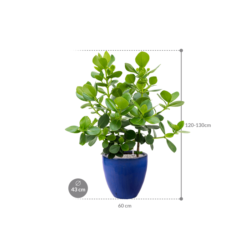 Clusia rosea Princess in Plain Couple Blue