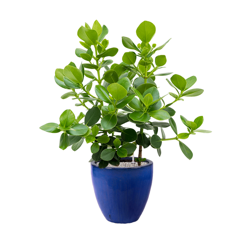 Clusia rosea Princess in Plain Couple Blue