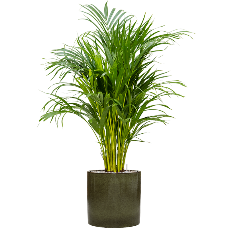 Areca Lutescens in Cylinder Ceramic Groen