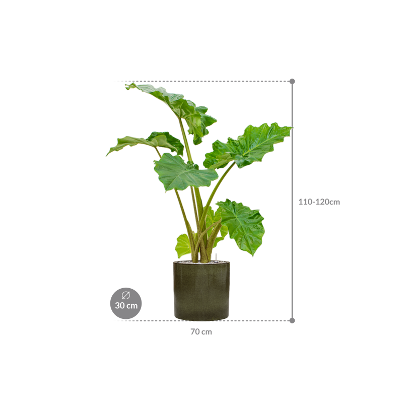 Alocasia 'Portodora' in Cylinder