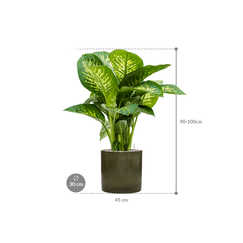 Dieffenbachia Reeva in Cylinder Ceramic Groen