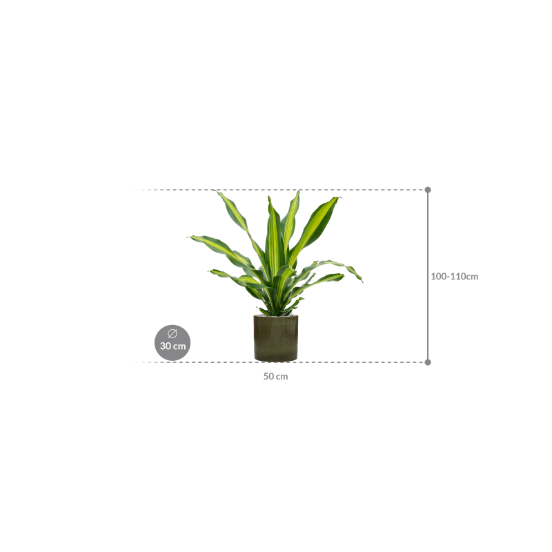 Dracaena Burley in Cylinder Ceramic Groen