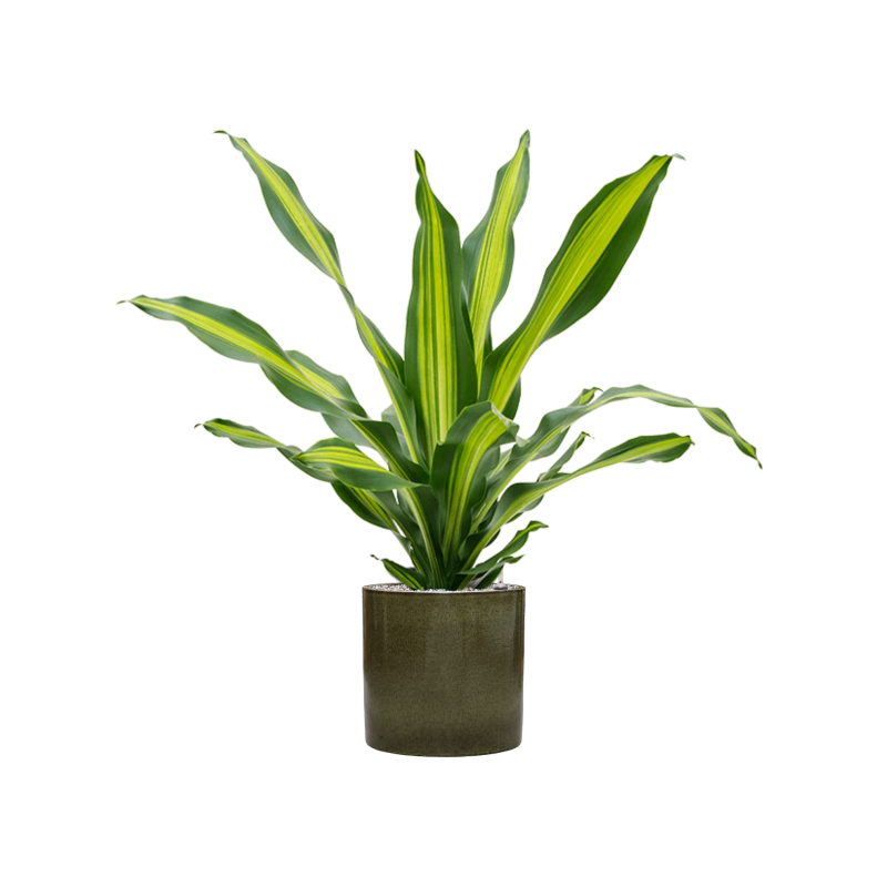 Dracaena Burley in Cylinder Ceramic Groen