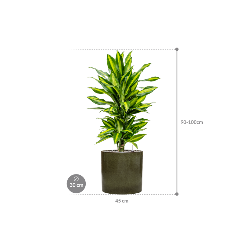 Dracaena Cintho in Cylinder Ceramic Groen