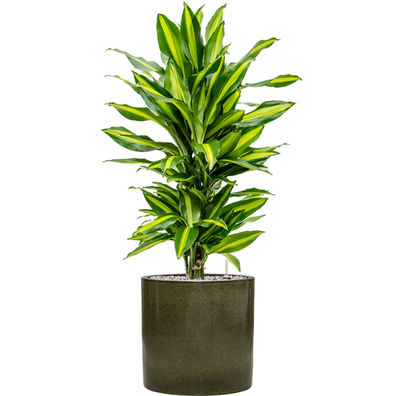 Dracaena Cintho in Cylinder Ceramic Groen