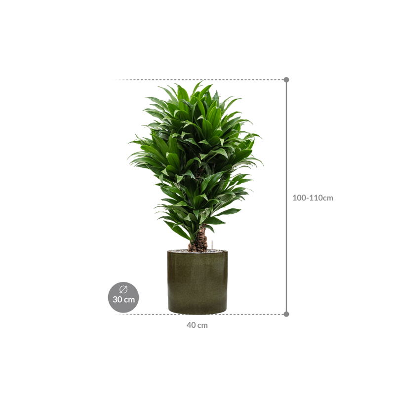 Dracaena Compacta in Cylinder Ceramic Groen