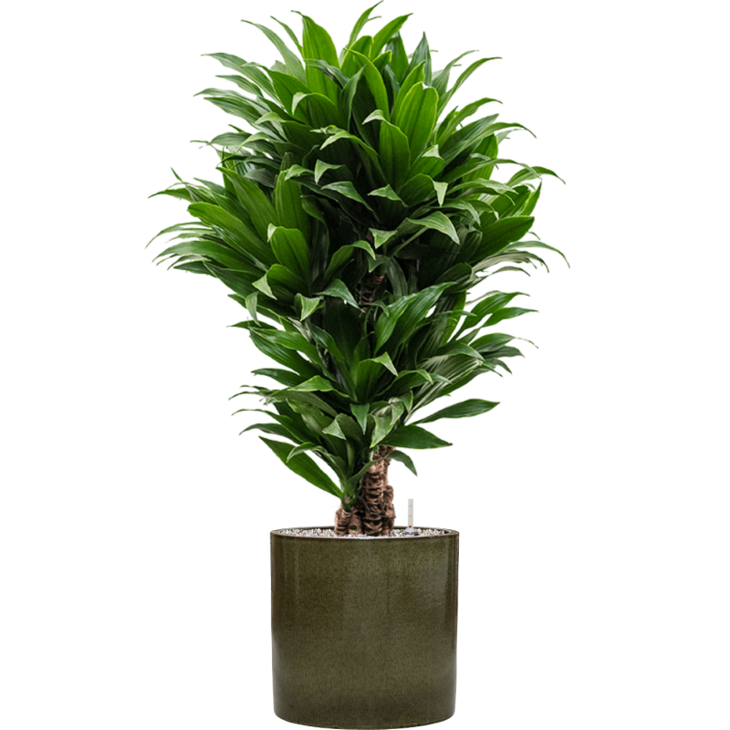 Dracaena Compacta in Cylinder Ceramic Groen