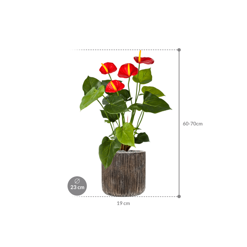 Anthurium in Baq Luxe Lite Universe Waterfall - kunstplant