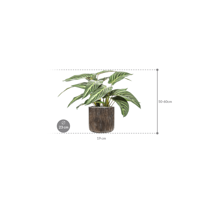 Calathea zebrina in Baq Luxe Lite Universe Waterfall