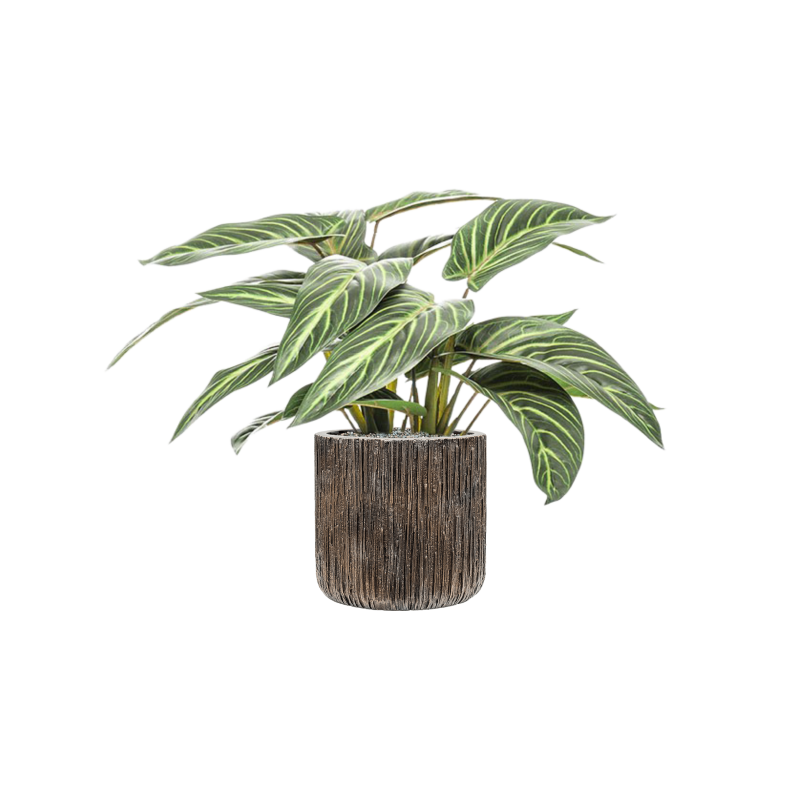 Calathea zebrina in Baq Luxe Lite Universe Waterfall