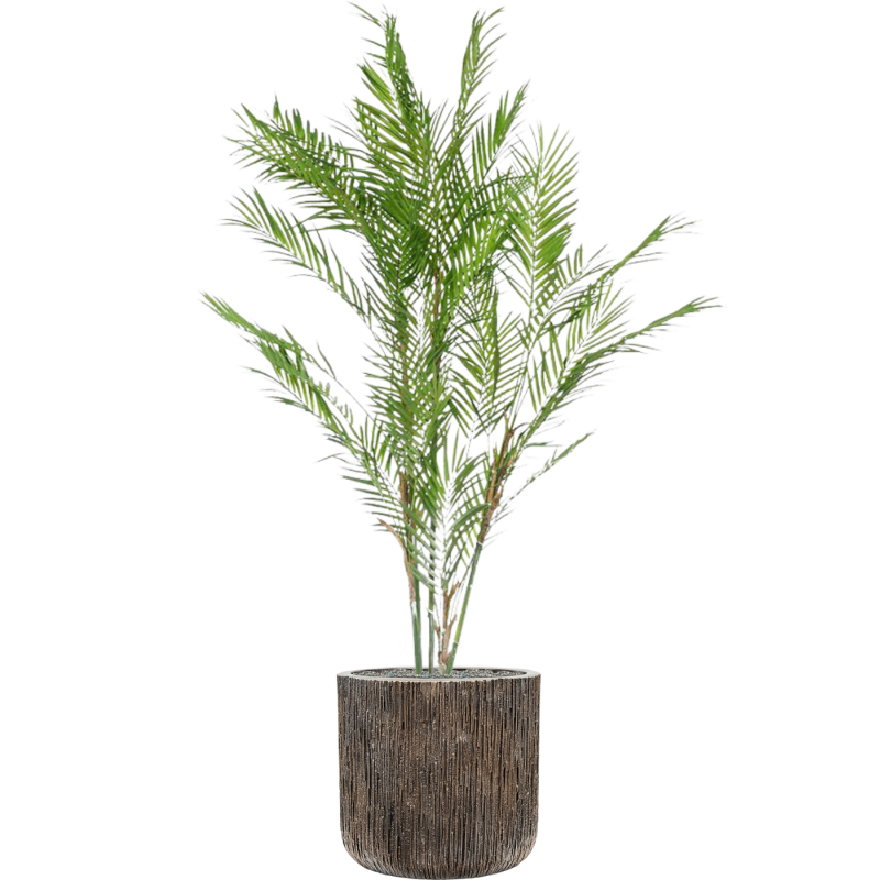 Chamaedorea in Baq Luxe Lite Universe Waterfall Cylinder Bronze - kunstplant