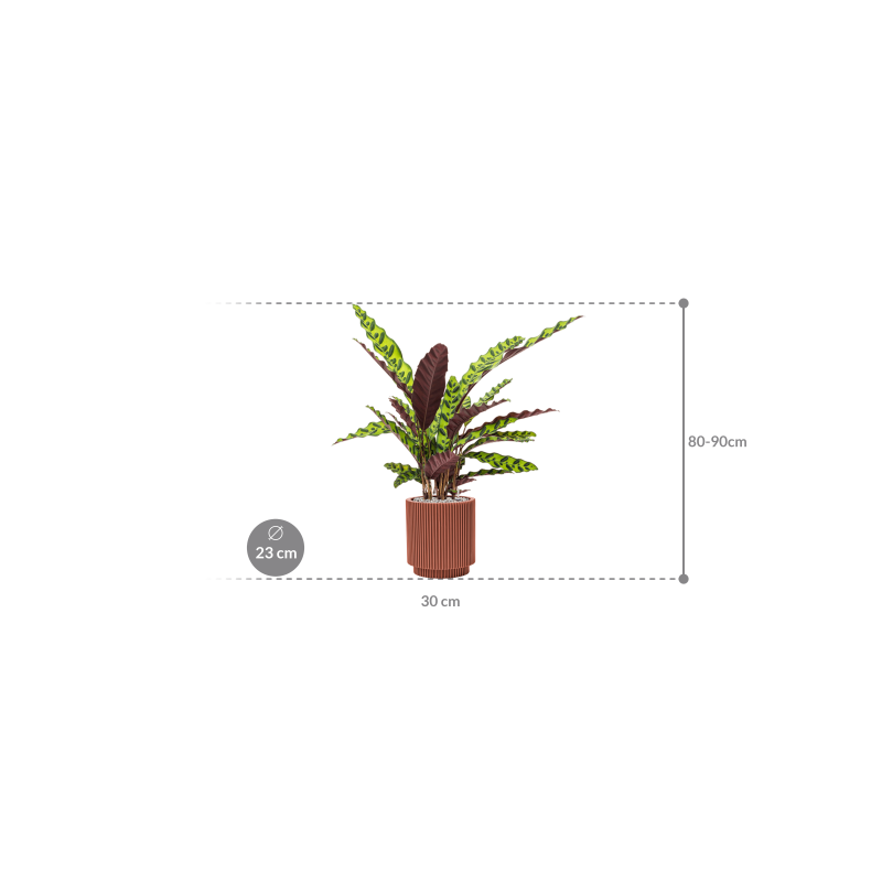 Calathea insignis in Capi Nature Groove Special
