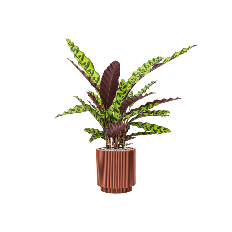 Calathea insignis in Capi Nature Groove Special