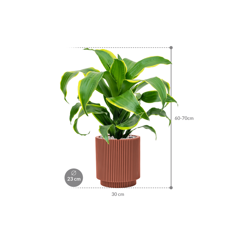 Dracaena Dorado in Capi Nature Groove Cilinder Rood