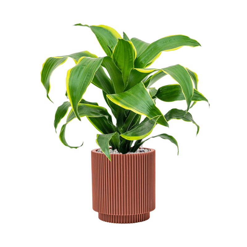 Dracaena Dorado in Capi Nature Groove Cilinder Rood