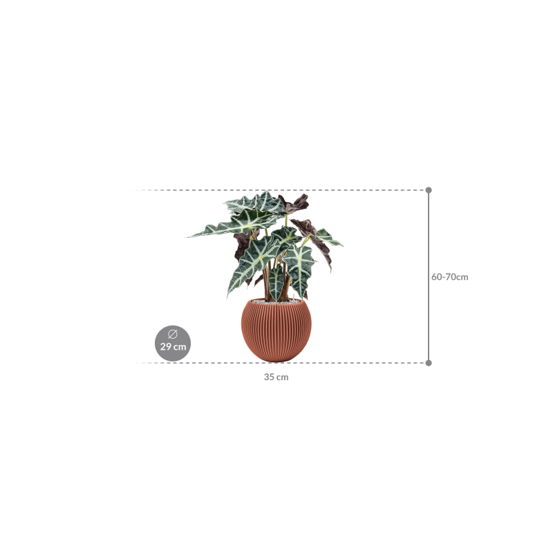 Alocasia Polly in Capi Nature Groove Bowl