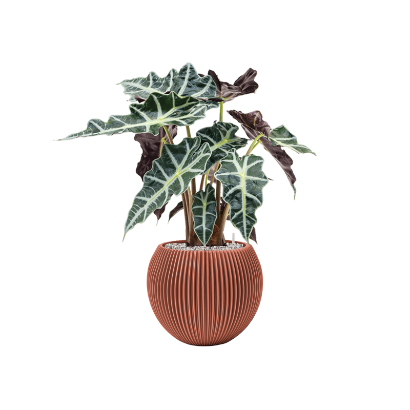 Alocasia Polly in Capi Nature Groove Bowl