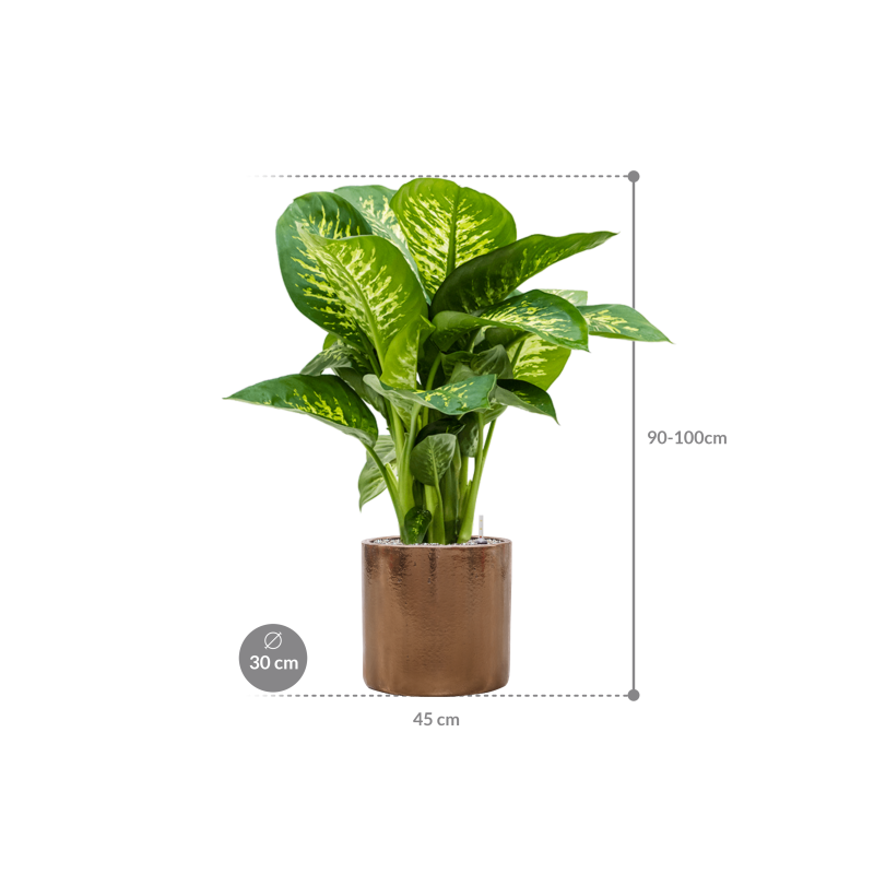 Dieffenbachia Reeva in Cylinder Ceramic Goud