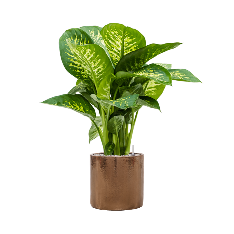Dieffenbachia Reeva in Cylinder Ceramic Goud