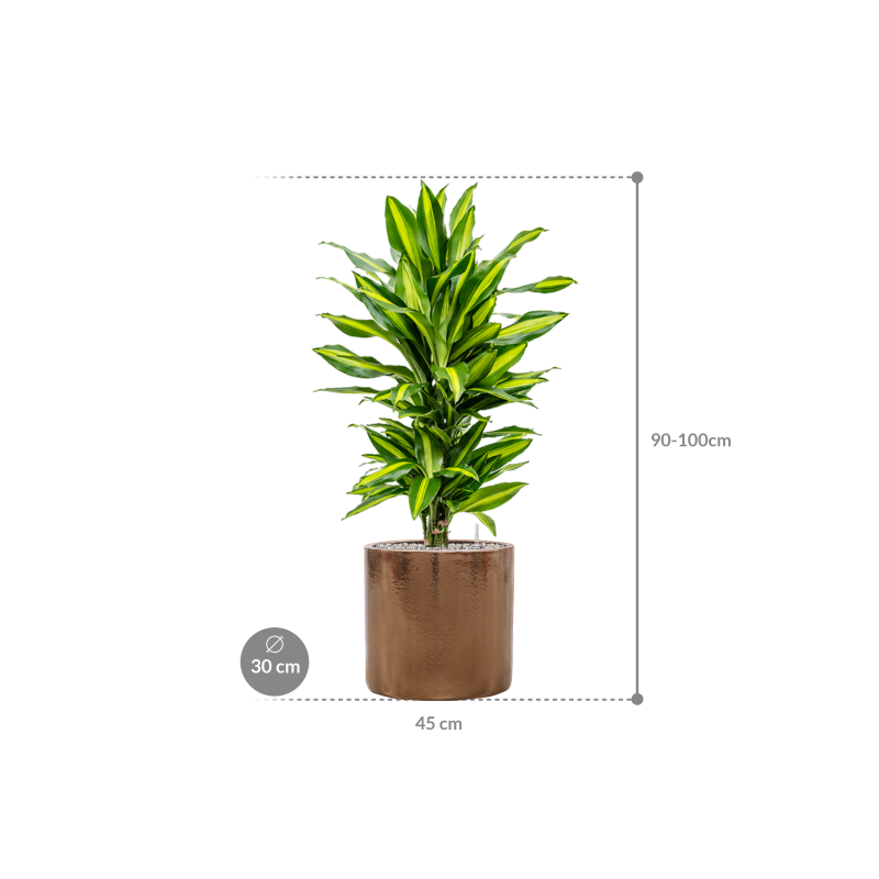 Dracaena Cintho in Cylinder Ceramic Goud