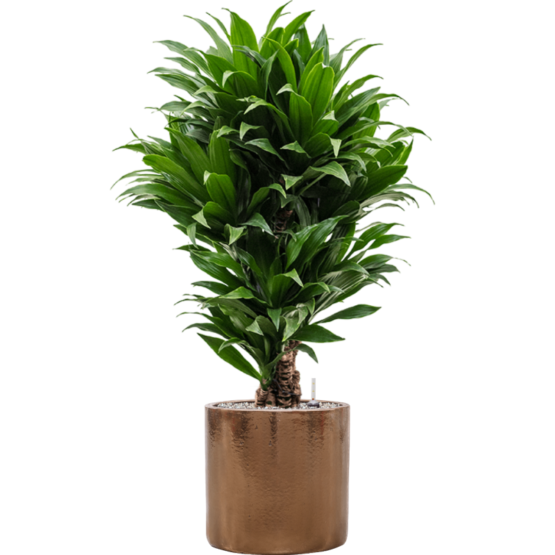 Dracaena Compacta in Cylinder Ceramic Goud