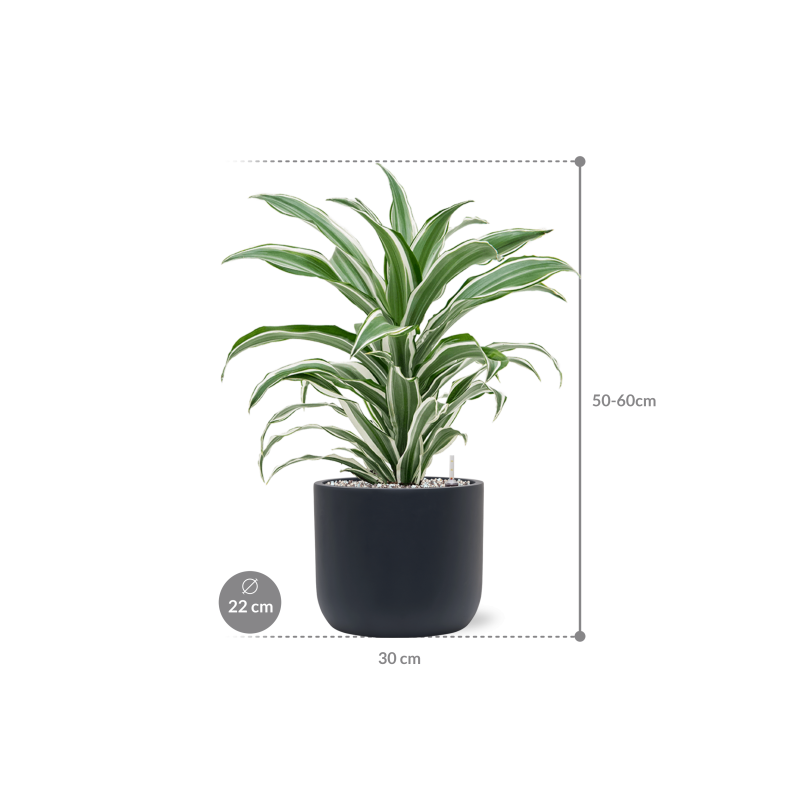 Dracaena White Jewel in Baq Ease Cylinder Antraciet