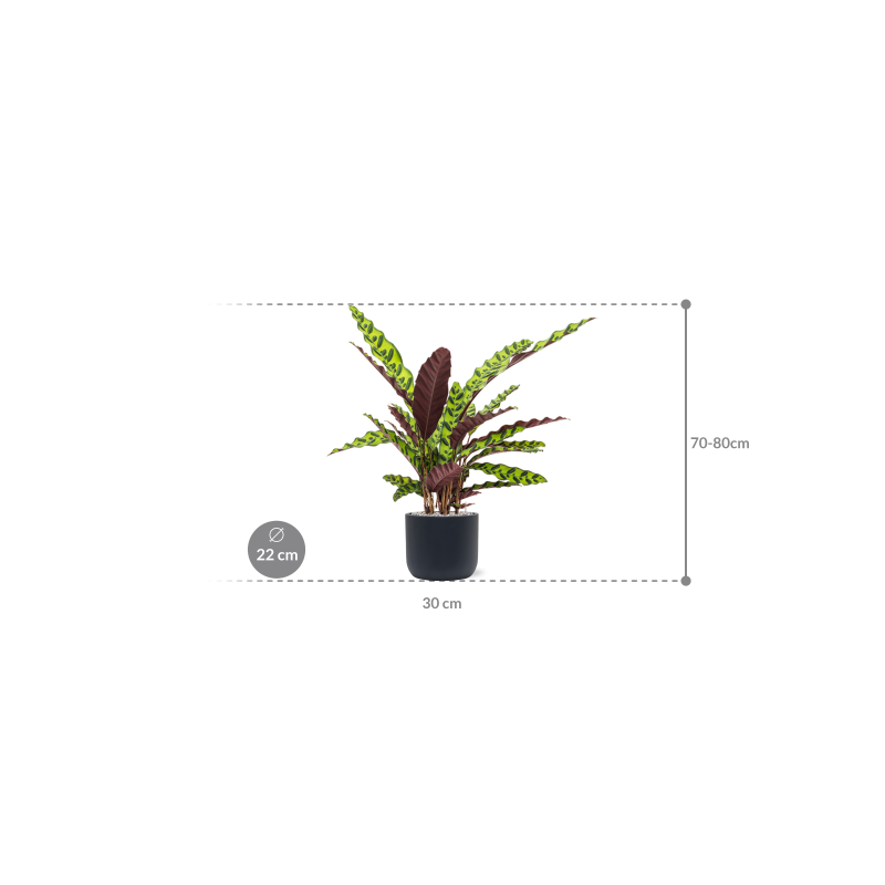 Calathea insignis in Baq Ease