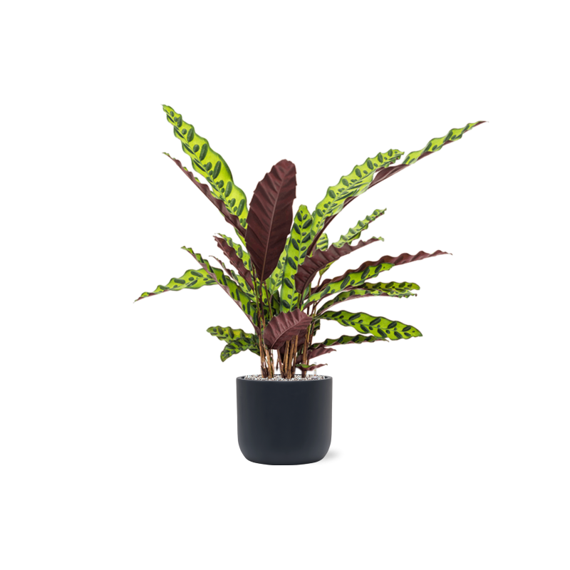 Calathea insignis in Baq Ease