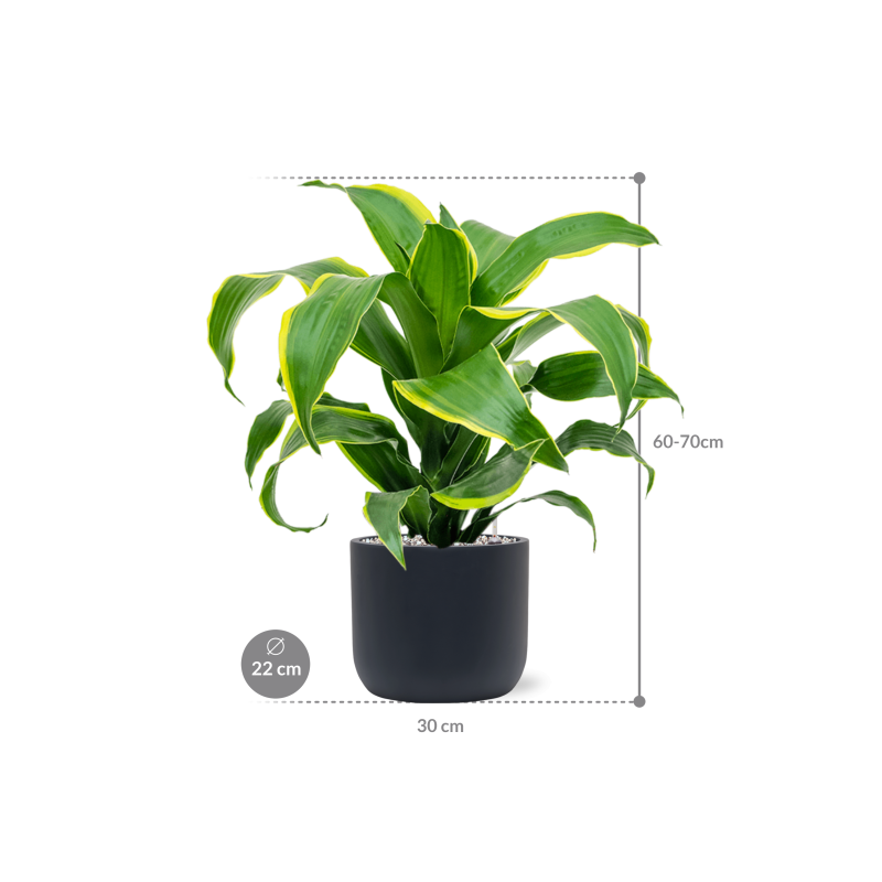 Dracaena Dorado in Baq Ease Cylinder Antraciet