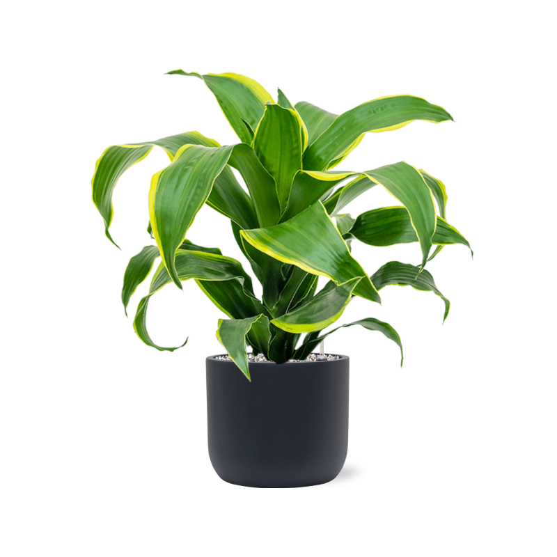 Dracaena Dorado in Baq Ease Cylinder Antraciet