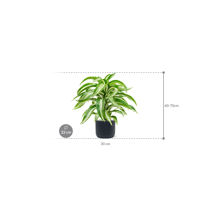 Dracaena Jade Jewel in Baq Ease Cylinder Antraciet 