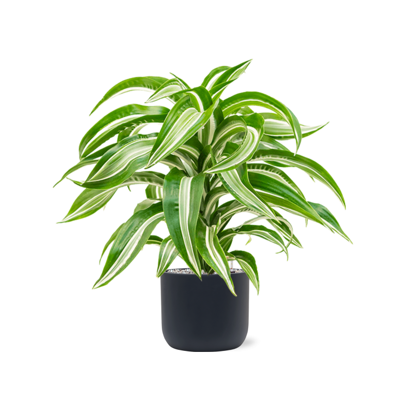 Dracaena Jade Jewel in Baq Ease Cylinder Antraciet 